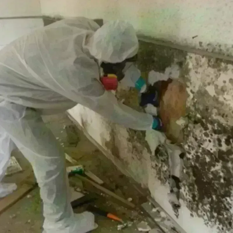 Mold Remediation and Removal in Hercules, CA